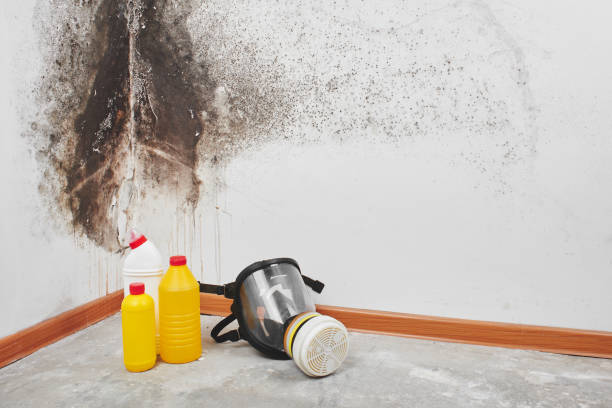 Best Mold Cleaning Services  in Rossmoor, NJ