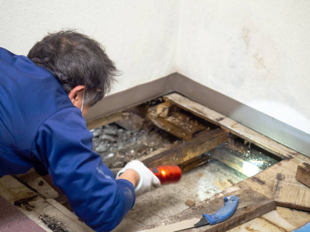Best Local Mold Removal Service  in Rossmoor, NJ