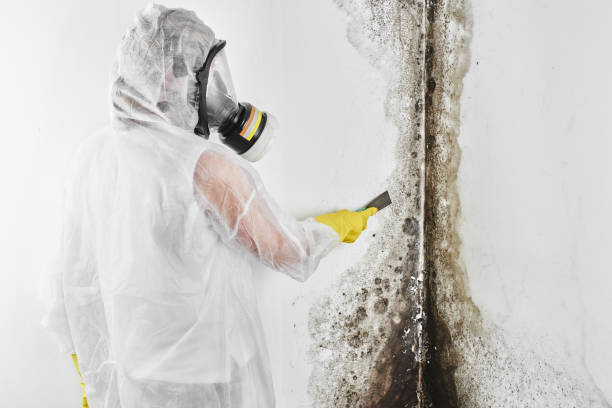 Best Same-Day Mold Removal  in Rossmoor, NJ