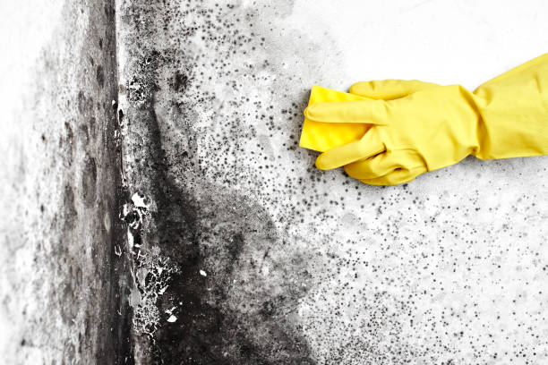 Mold Testing and Removal in Rossmoor, NJ