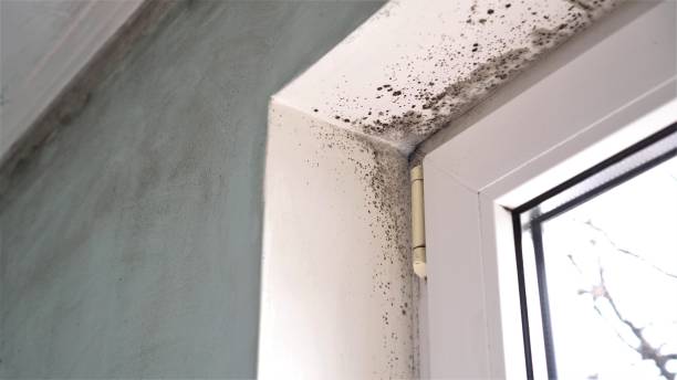 Best Emergency Mold Removal  in Rossmoor, NJ