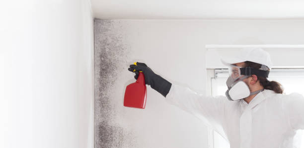 Best Attic Mold Removal  in Rossmoor, NJ