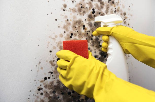 Best Crawl Space Mold Removal  in Rossmoor, NJ