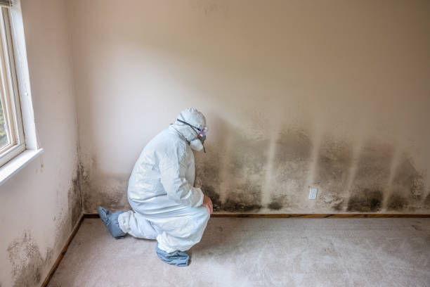 Best Mold Removal Company Near Me  in Rossmoor, NJ