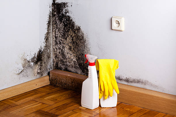 Best Mold Removal Near Me  in Rossmoor, NJ