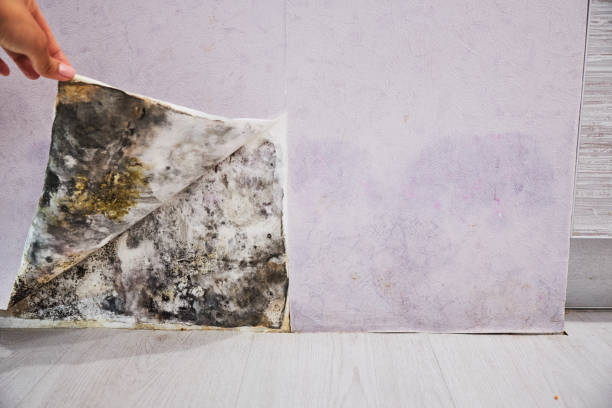 Reliable Rossmoor, NJ Mold Removal Solutions